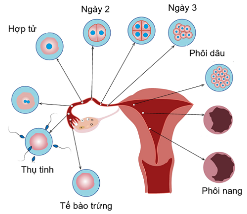 vị trí thụ tinh, các giai đoạn phát triển phôi sớm, olm